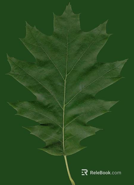 leaves texture