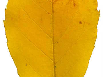 leaves texture (ID:ffajg00503)