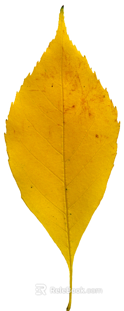 leaves texture