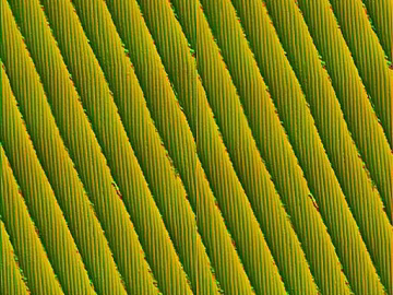 Yellow-green cross-weave fabric texture (ID:ffaeh261976)