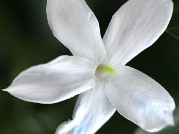 Flowers texture (ID:ffacg88358)