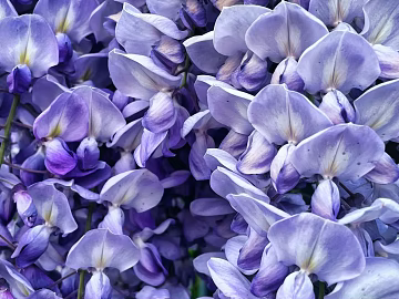 Flowers texture (ID:ffabg29287)