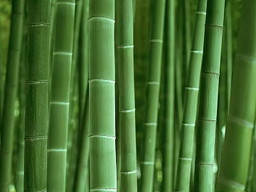 Bamboo texture (ID:ffaeg61902)