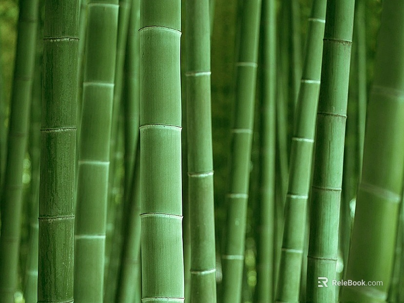 Bamboo texture