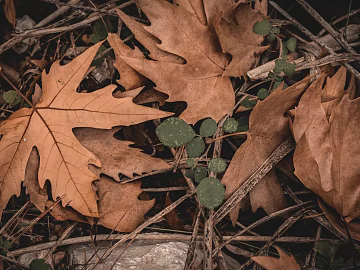fallen leaves 3d model
