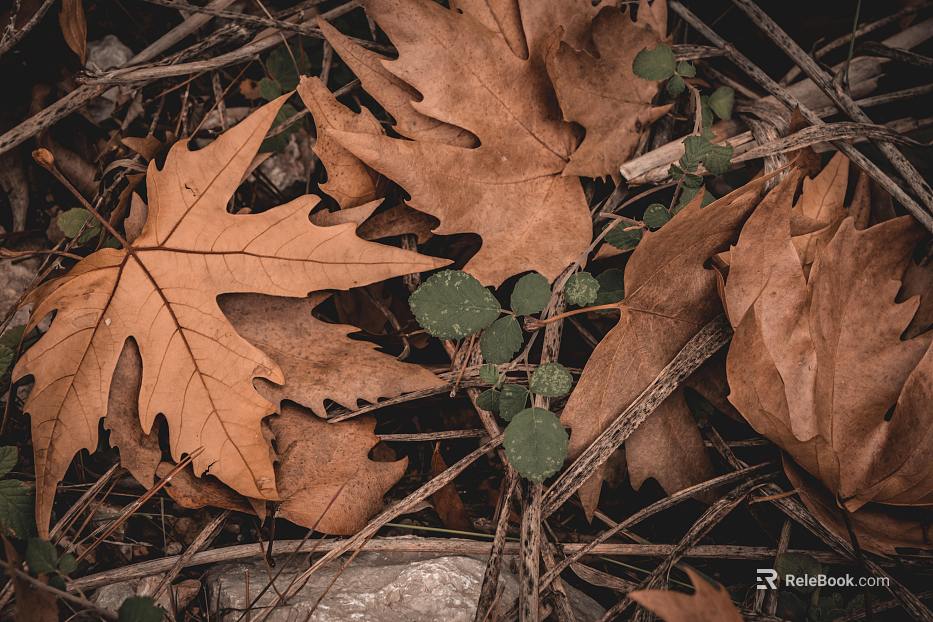 fallen leaves texture