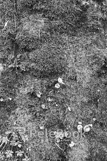 Black and White Bump texture
