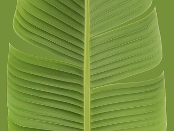 Green banana leaf decoration material texture (ID:ffaeh787026)