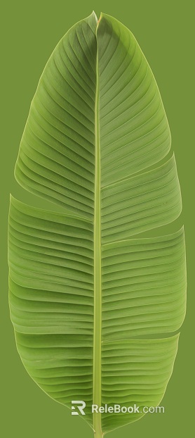 Green banana leaf decoration material texture