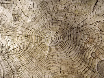 annual rings texture (ID:ffaag39634)
