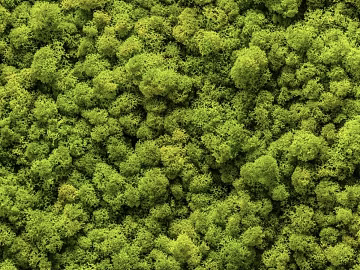 moss texture (ID:ffach858288)