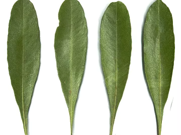 green leaf texture (ID:ffagg92489)