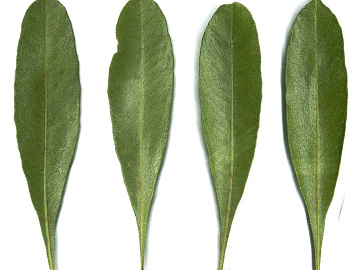 green leaf texture (ID:ffagg92489)