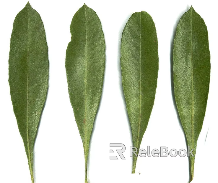 green leaf texture