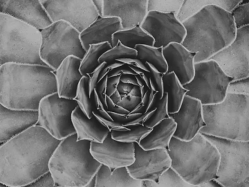 black and white painting texture (ID:ffaff9332)