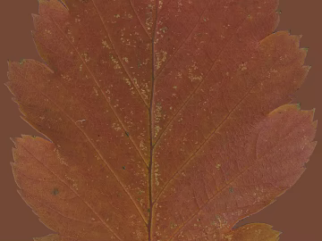 orange red dry leaves texture (ID:ffaeh901989)