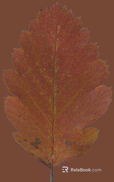 orange red dry leaves texture