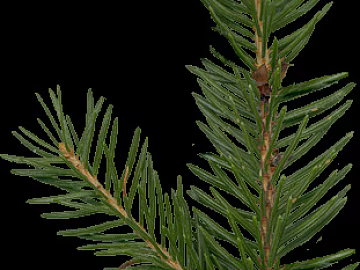 Plants texture (ID:ffajg54975)