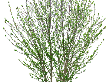 Tree texture (ID:ffaeg84709)