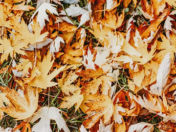 leaves texture (ID:ffagg13158)