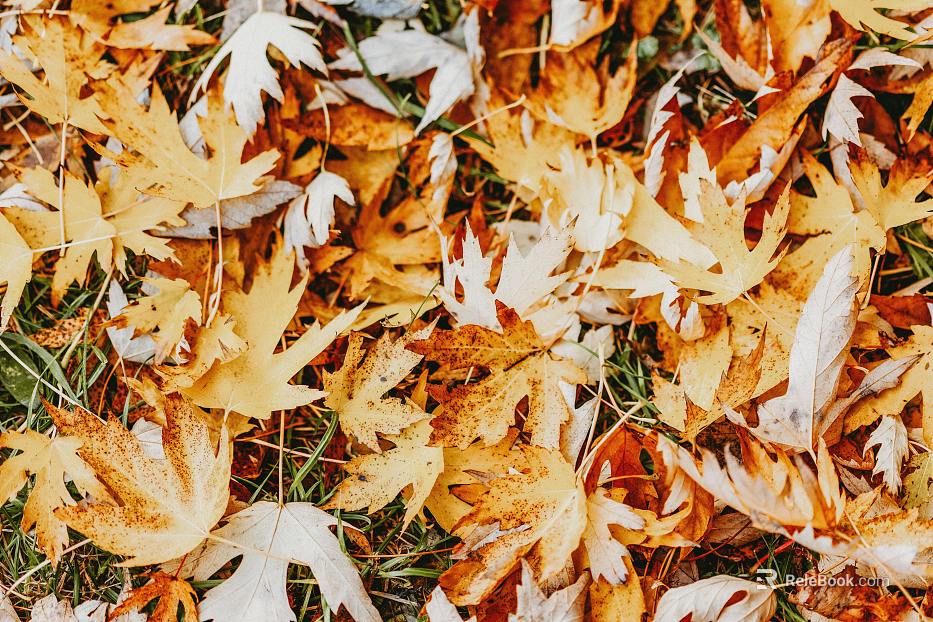 leaves texture