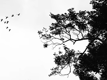 black and white painting texture (ID:ffagg26154)