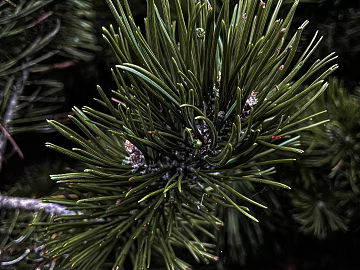 Plants texture (ID:ffaeg54588)