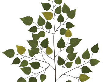 Yellow-green birch leaf plant decoration texture (ID:ffaeh971756)