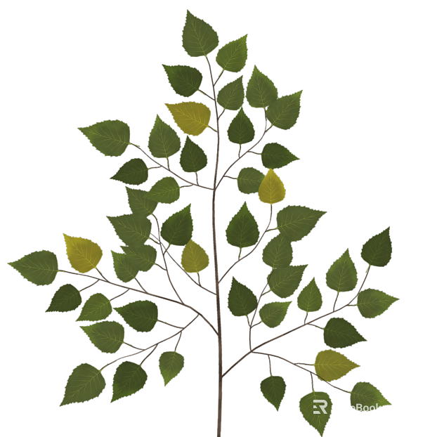 Yellow-green birch leaf plant decoration texture