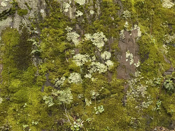 moss texture (ID:ffabg71357)