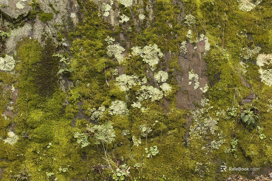 moss texture