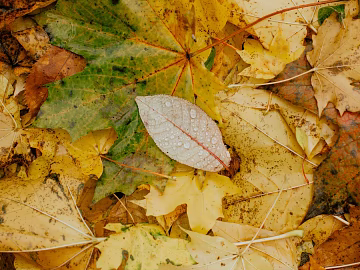 fallen leaves texture (ID:ffagg19128)