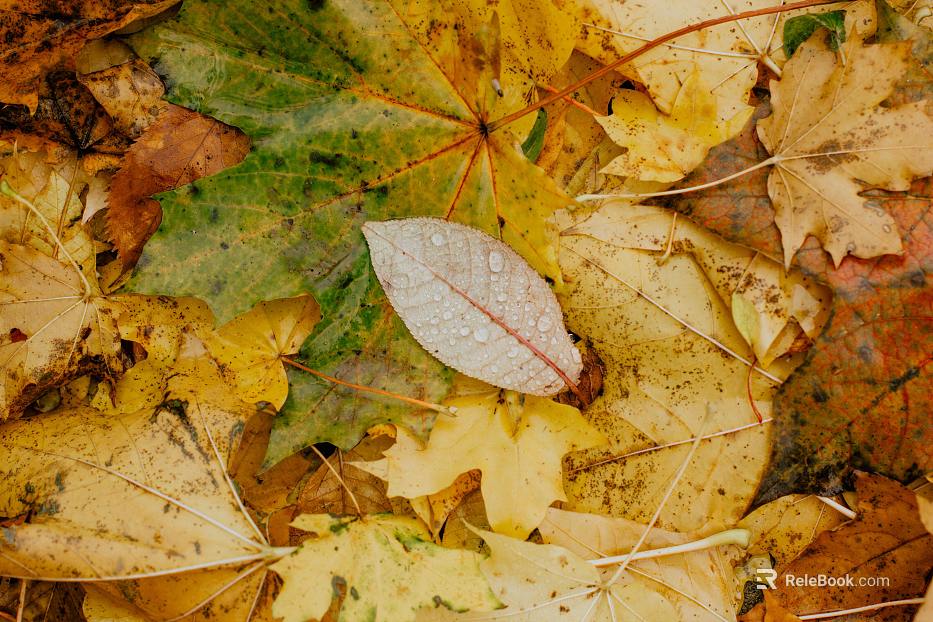 fallen leaves texture