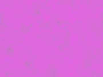 Rose pink plain paint wall 3d model