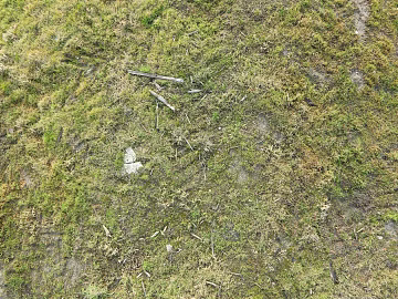 moss texture (ID:ffacg82627)