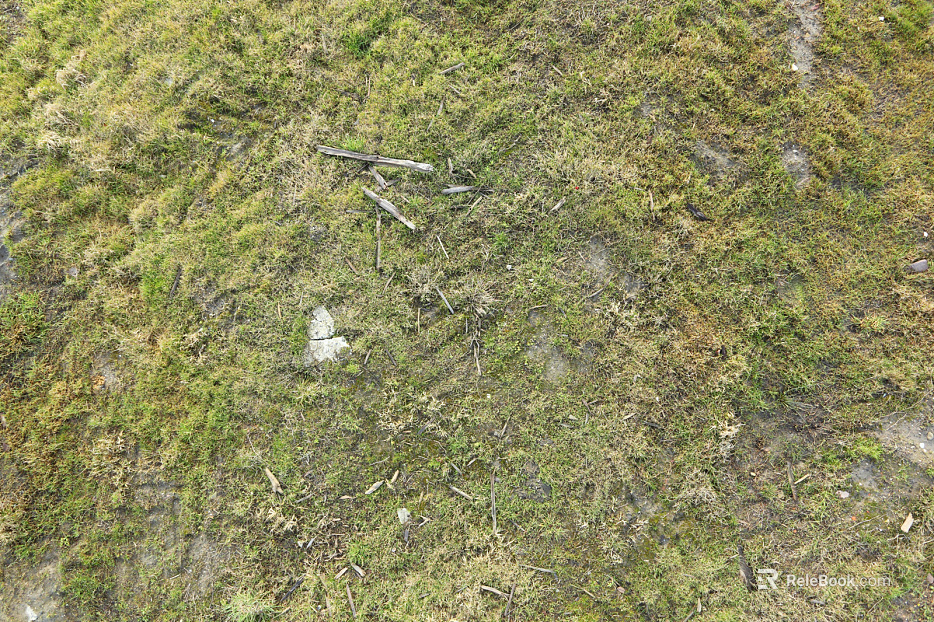 moss texture