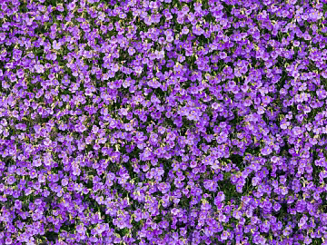 shrub flowers bushes texture (ID:ffaeh421117)