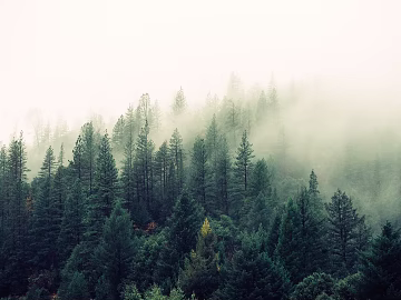 Forest texture (ID:ffaeg64388)