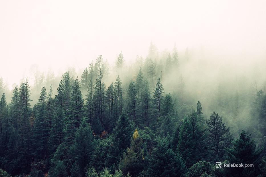 Forest texture