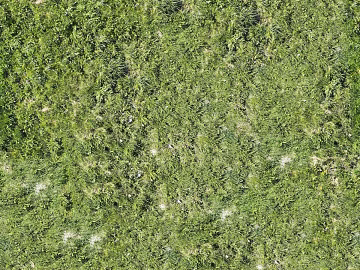 Realistic textured grassland, grassy slope, and green space—texture and grain. (ID:ffaeh975682)