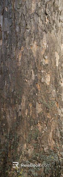 bark texture