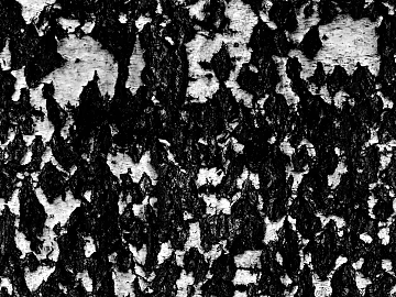 Black and white bark texture decorative finish (ID:ffaeh048739)