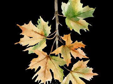 Yellow green watercolor maple leaf decorative illustration texture (ID:ffaeh371439)