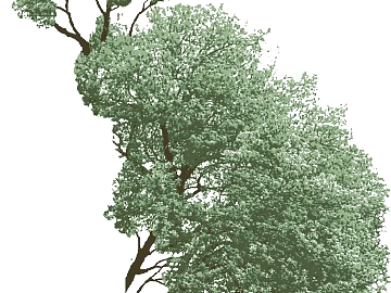 Tree texture (ID:ffacg08170)