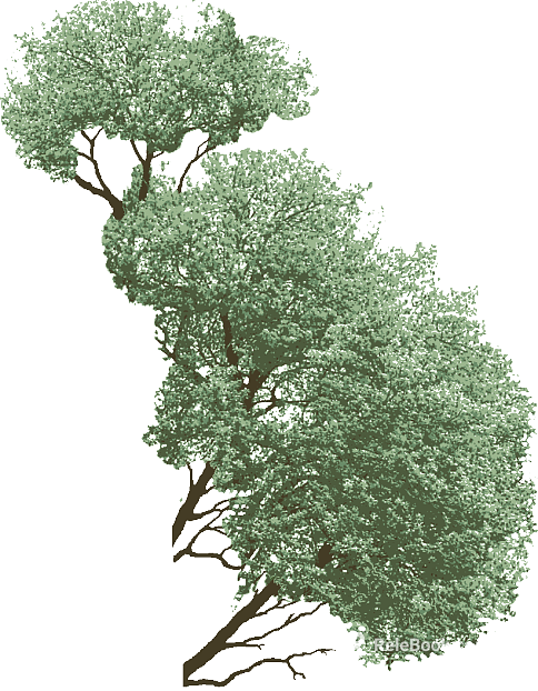 Tree texture