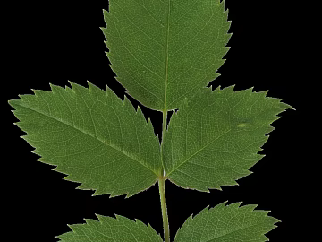 leaves texture (ID:ffaff7155)