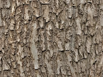 bark texture (ID:ffacg12535)