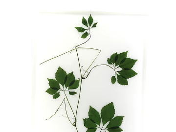 Plants texture (ID:ffagg79863)