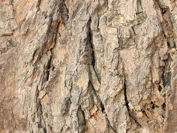 bark texture (ID:ffaeh604227)