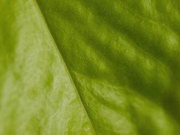 Plants texture (ID:ffagg19223)